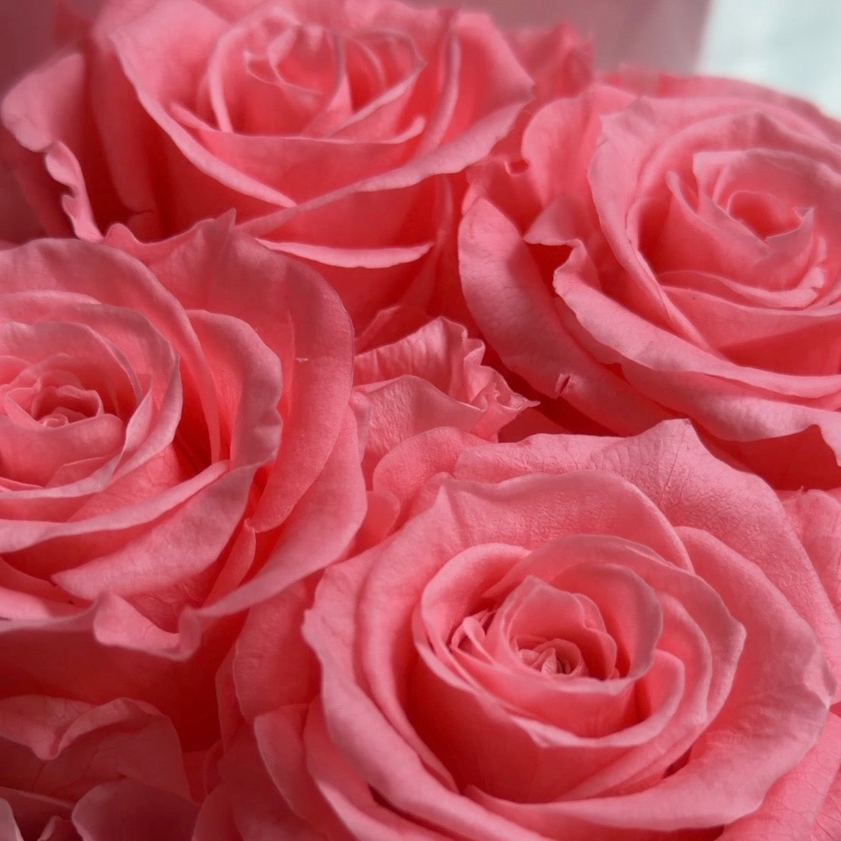 Cupid Rose Box | Classic — Small