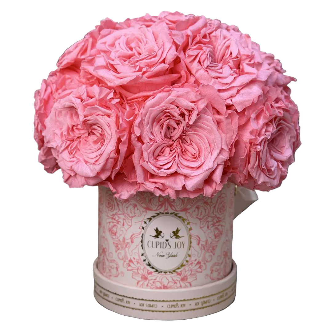 Cupid Garden Rose | Dome — Garden