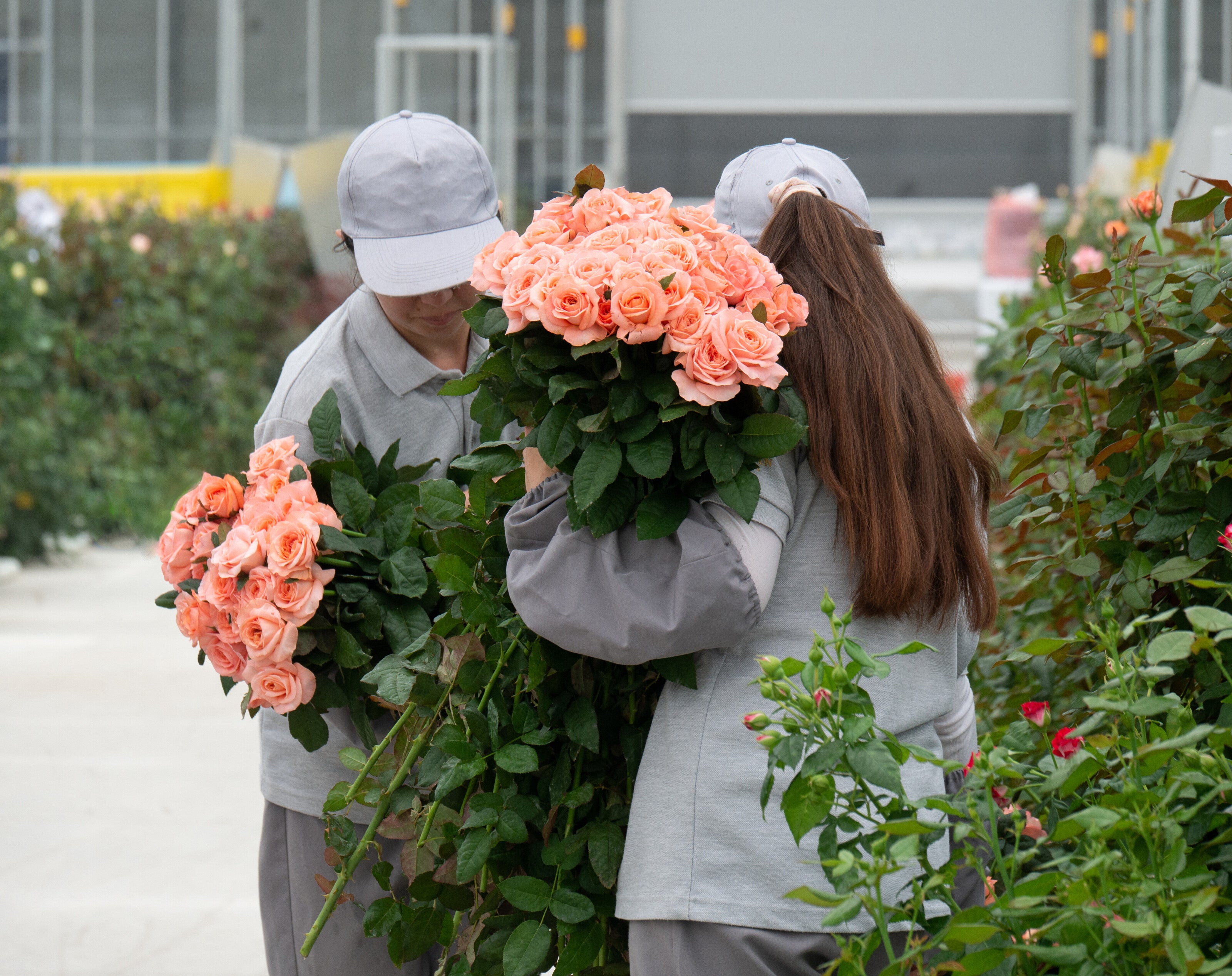 Two people holding large bouquets of pink roses in the greenhouse.